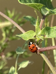 Coccinella septempunctata