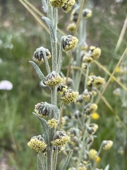 Artemisia norvegica