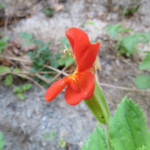 iNaturalist observation photo of scarlet monkeyflower