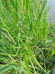 Sparganium erectum erectum