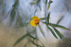 Bossiaea linophylla
