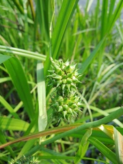 Sparganium erectum erectum