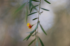 Bossiaea linophylla