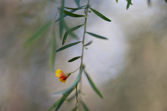 Bossiaea linophylla
