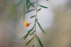Bossiaea linophylla