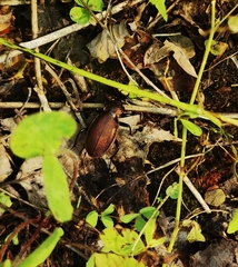 Carabus regalis