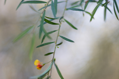 Bossiaea linophylla