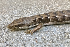 Elgaria multicarinata webbii