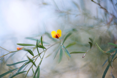 Bossiaea linophylla