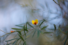 Bossiaea linophylla