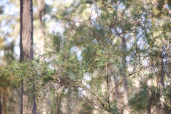 Bossiaea linophylla