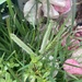 photo of Goose Grass (Eleusine indica)