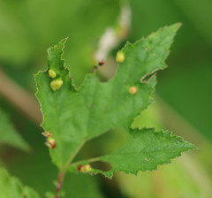 Dasineura ulmaria