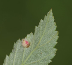 Dasineura ulmaria