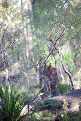 Bossiaea linophylla