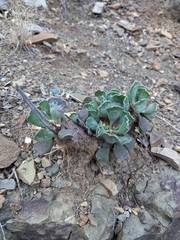 Adromischus cristatus