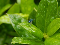 Condylostylus mundus