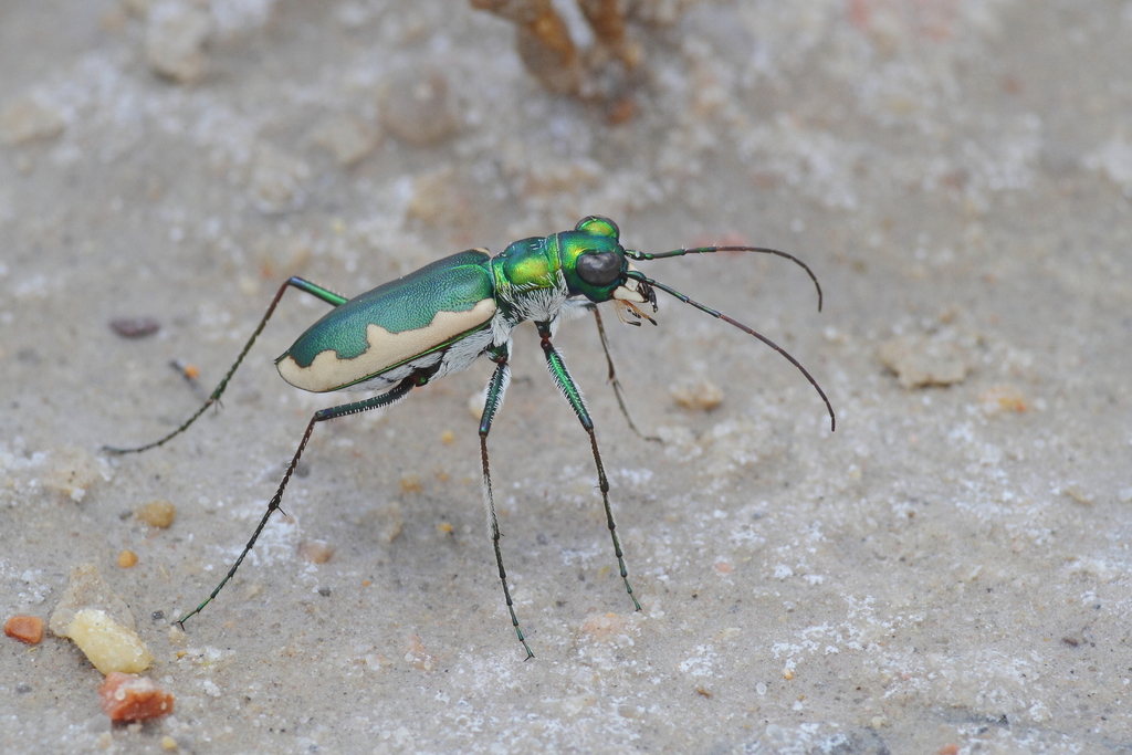 Johnson's Tiger Beetle