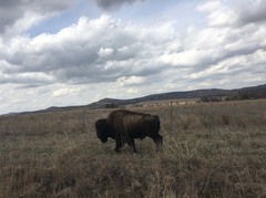 Bison