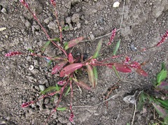 Persicaria minor