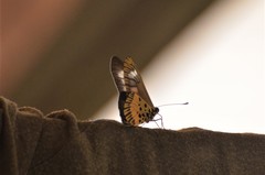 Acraea penelope