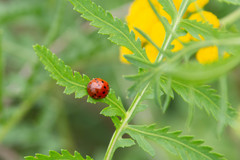 Harmonia axyridis