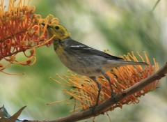 Setophaga townsendi × occidentalis