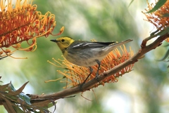 Setophaga townsendi × occidentalis