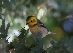 Setophaga townsendi × occidentalis