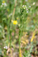 Dontostemon micranthus