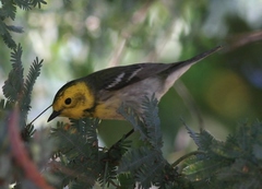 Setophaga townsendi × occidentalis