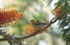 Setophaga townsendi × occidentalis