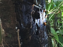 Scaphidomorphus bosci