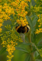 Bombus