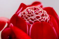 Etlingera