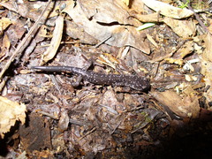Plethodon aureolus