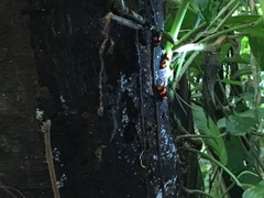 Scaphidomorphus bosci