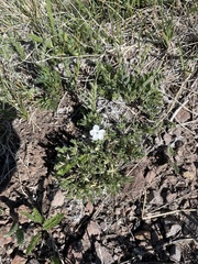 Phlox condensata