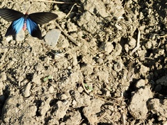 Histia flabellicornis