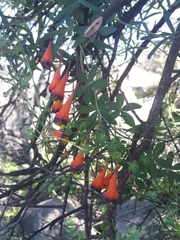 Tropaeolum tricolor