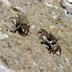 Metopograpsus
