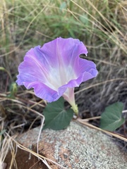 Ipomoea gilana