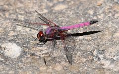 Trithemis persephone