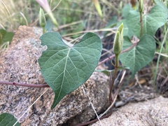 Ipomoea gilana