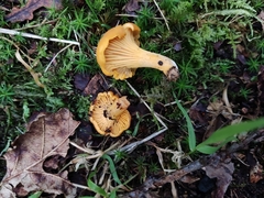 Cantharellus cibarius