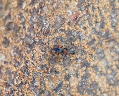 Myrmarachne melanocephala