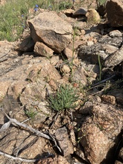 Phemeranthus confertiflorus