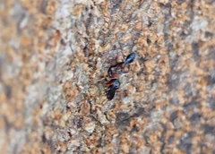 Myrmarachne melanocephala