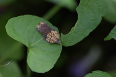Acleris emargana