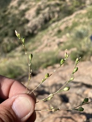 Phemeranthus confertiflorus